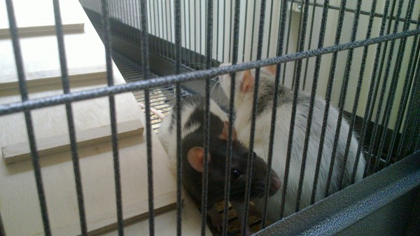 Kuschelnde Ratten