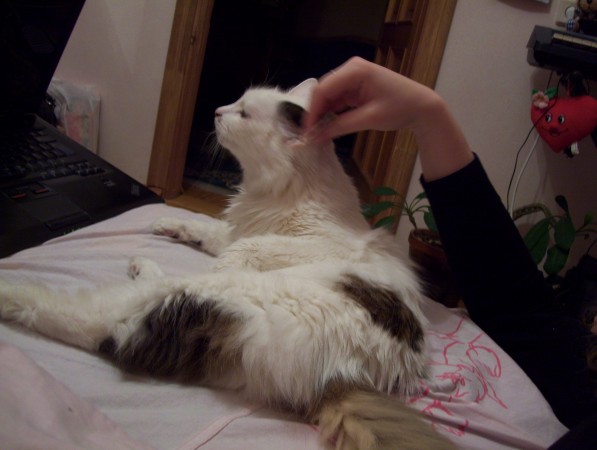 100_8886 Acia chillt vorm PC