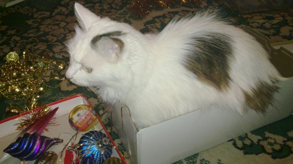 20101231_002 Schon ein bisschen hinderlich beim Weihnachtsbaumschmücken, wenn die Katze auf einmal Besitzrechte am Schmuck anmeldet
