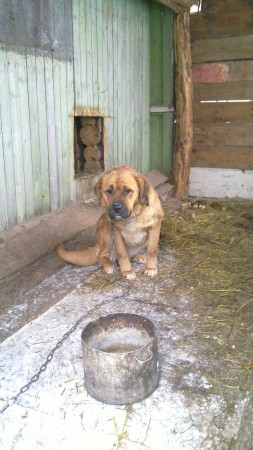 20110102_013 der 7 Monate junge, "kleine" Hund der Großeltern