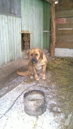 der 7 Monate junge, "kleine" Hund der Großeltern