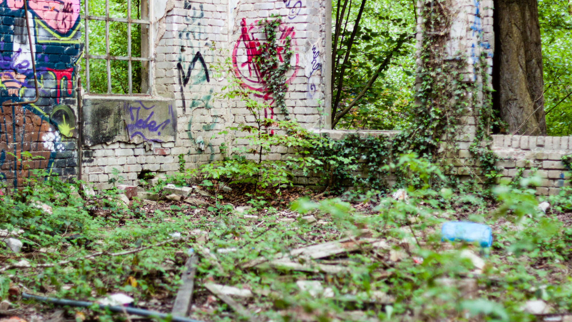 Die Natur erobert sich den Ringlokschuppen zurück.
