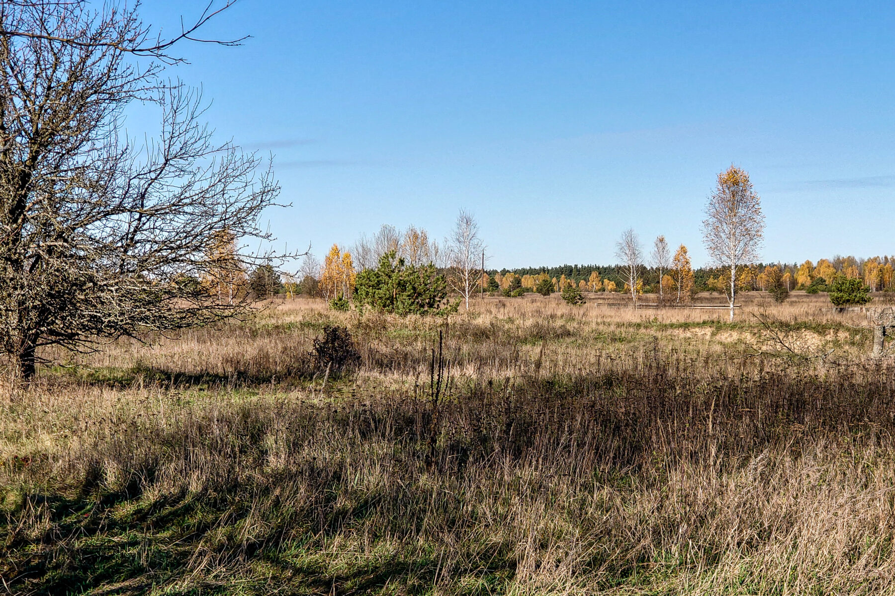 Przewalski horses in the distance