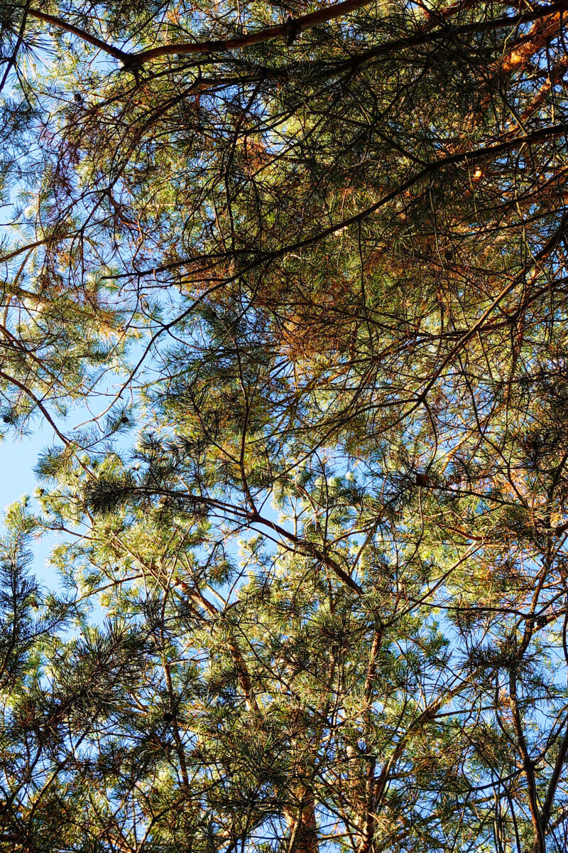 conifer forest in the 10 km zone